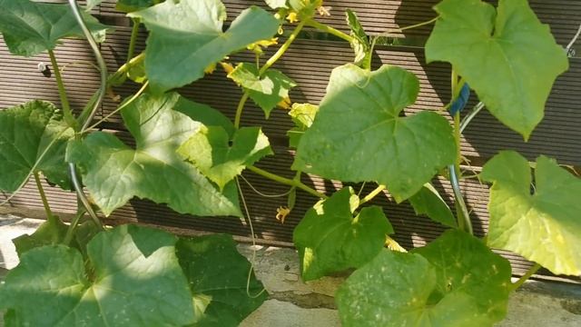 Дача в Германии! 47 часть! А что у нас растёт дома? ? смотреть онлайн