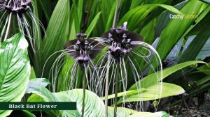 7 Plants with Black Flowers That Make Your Backyard Look Dramatic 🍀💐 // Gardening Ideas