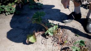 Клещ на клубнике. Как бороться с земляничным и паутинным клещом на клубнике.