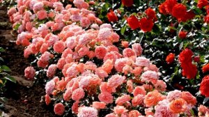 Обзор розы Пинк Абунданс - Pink Abundance (Harkness 1999)