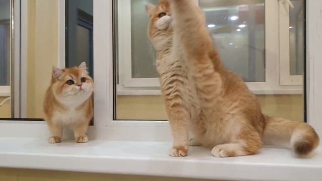 Красивая пара британских золотых кошек