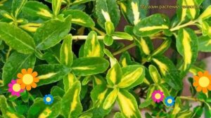 Бересклет форчуна Санспот. Краткий обзор, описание характеристик euonymus fortunei Sunspot