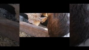 ЖОМ ДЛЯ ТЕЛЯТ!