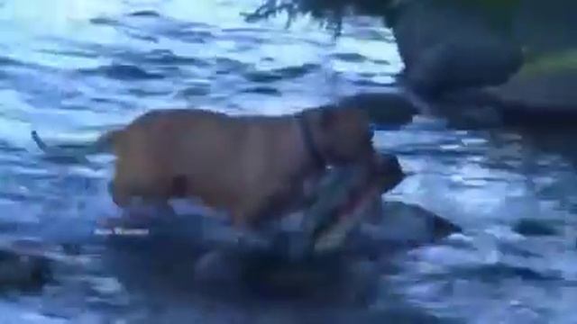 Собачья рыбалка D: смотреть онлайн