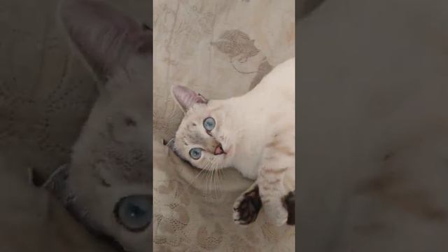 Наш голубоглазый кот ?