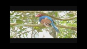 Синхараджа биосферный заповедник остров Шри Ланка, Sinharaja forest reserve