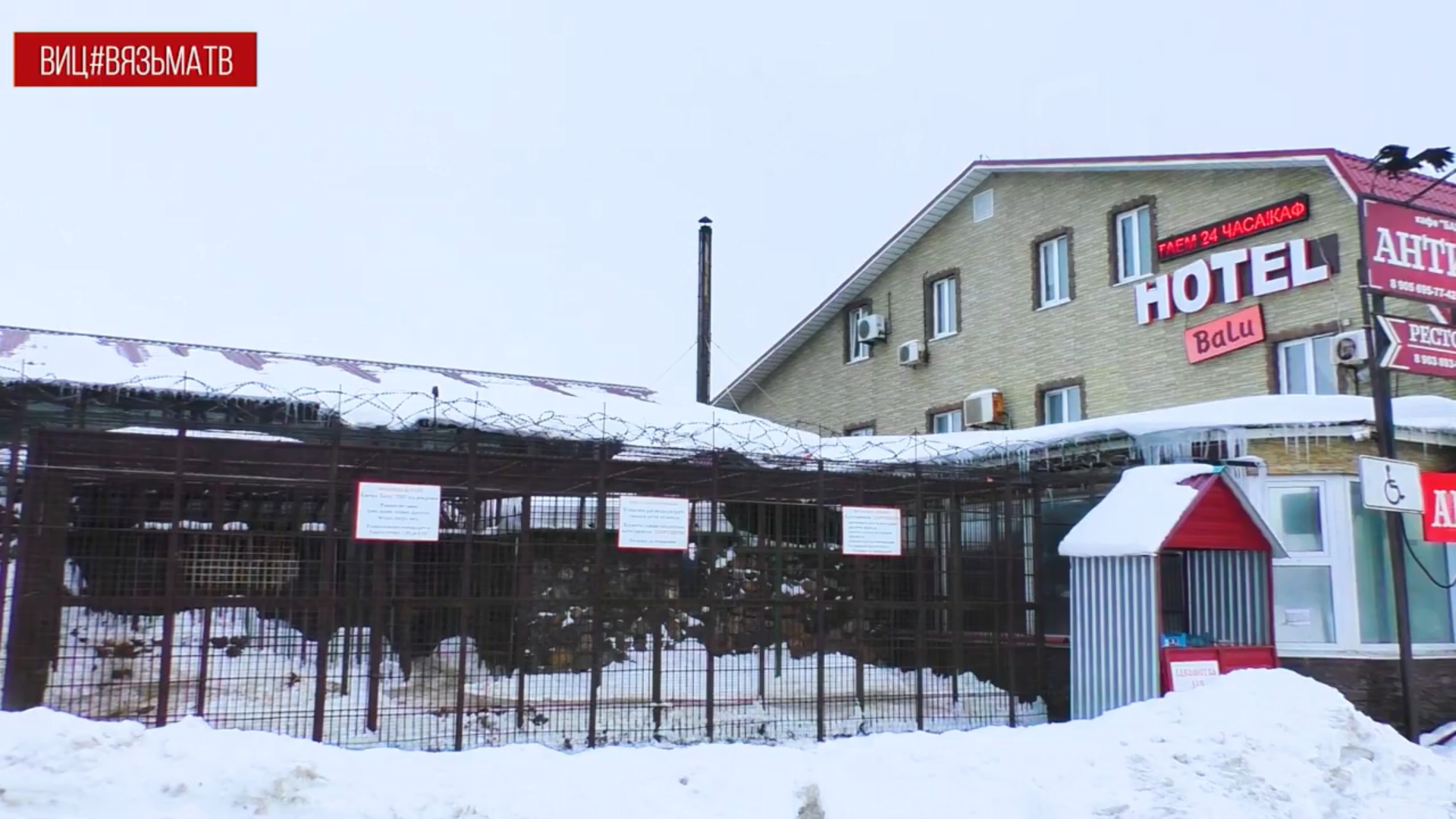 Медведь стал причиной гибели человека
