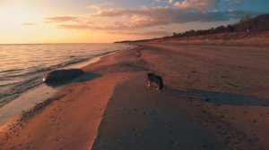 Nemirseta beach in Palanga, Lithuania, dog walking