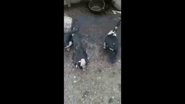 Обзор нашего хозяйства. Индоутки отложили яйца. Курица несет яйцо. смотреть онлайн