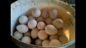 ВЫРАЩИВАНИЕ ИНДЮКОВ В ДОМАШНИХ УСЛОВИЯХ# ИНДЮШКИ ВЫСИЖИВАЮТ ИНДЮШАТ# ЧАСТЬ 1