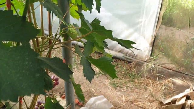 Г.ф альянс и Айвенго! смотреть онлайн