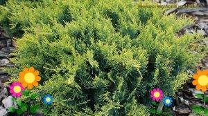 Можжевельник виргинский Золотая весна. Краткий обзор, описание juniperus virginiana Golden Spring