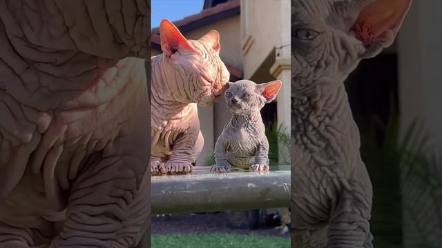 Bully Cat (коты-бульдоги) — смесь сфинкса и манчкина.