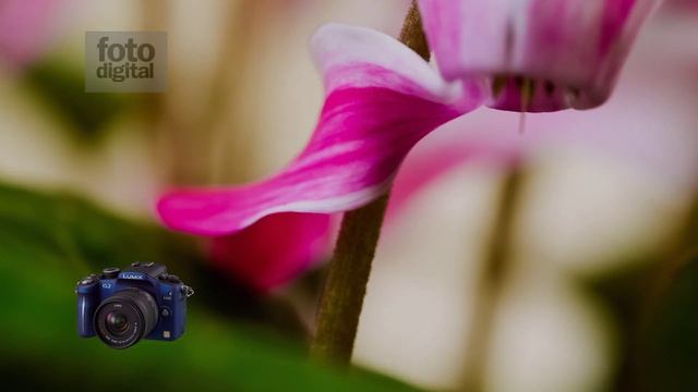 Lumix_G2_G10_flowers.mpg смотреть онлайн