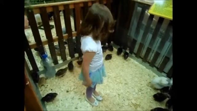 Зоопарк Сказочный Лес - Перепёлки и Морские свинки смотреть онлайн