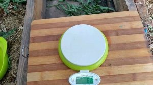 Сорт томата-Сердце Уолта Сволки ?