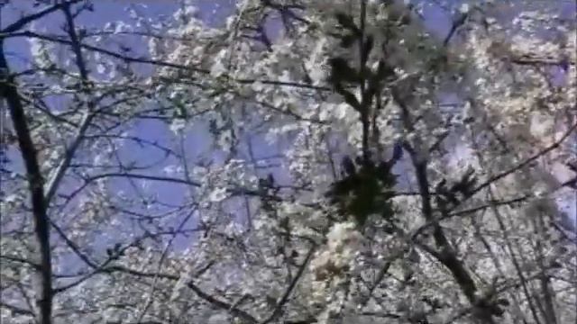 Перекресток улицы Российской-переулок Топольковый