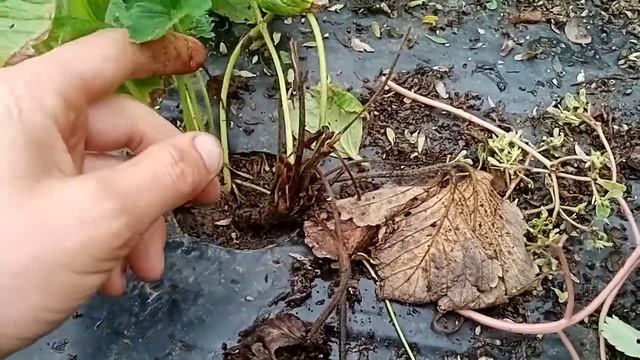 Клубника. Рассада "ФРИГО" : для чего лучше её использовать? Для ягоды или получения рассады? смотреть онлайн