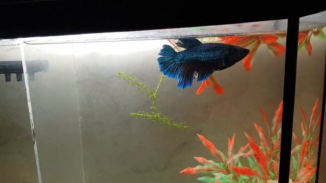 ПОЧЕМУ МЫ ВЫБРАЛИ И КУПИЛИ ИМЕННО РЫБОК ПЕТУШКОВ?!?❤ смотреть онлайн