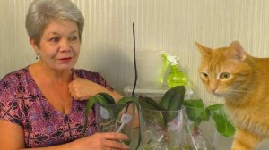 РЕАНИМАЦИЯ СОРТОВЫХ Орхидей.  ПОСАДКА в КЕРАМЗИТ.  Продолжение Истории о Реанимашках от Подписчицы