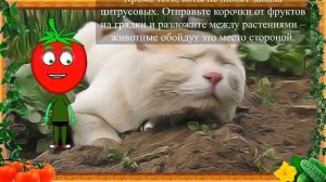 ПОСЛЕ ЭТОГО КОТ НЕ СЕРЕТ НА ГРЯДКАХ!