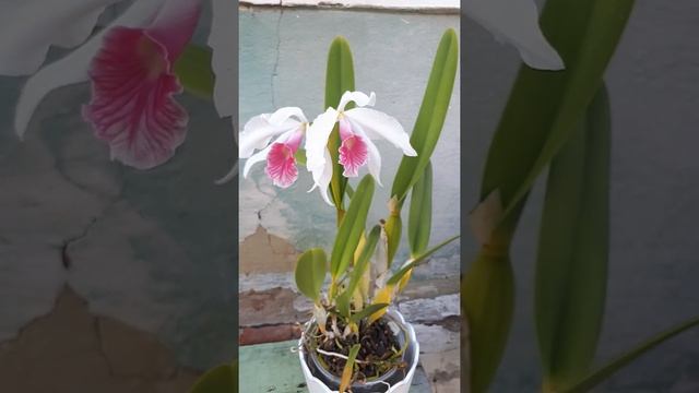 Laelia purpurata cornea.Лаэлия пурпурата корнеа. Второе цветение за 2020г. Цветение лета