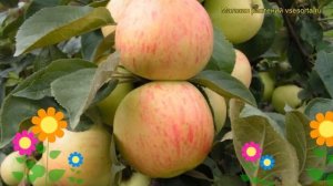 Яблоня плодовая Юбиляр. Краткий обзор, описание характеристик malus domestica Iubiliar