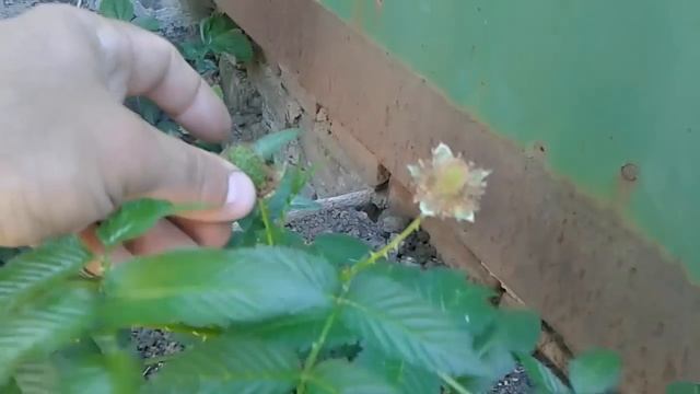 Розоволистная малина мяу-мяу (плодоношение) смотреть онлайн