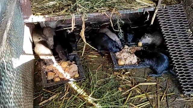 Кормление нутрий в вольерах. Домашняя ферма смотреть онлайн