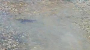 На Охотских берегах!