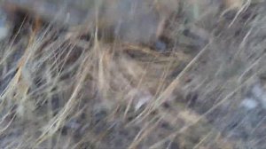 Рыбалка на реке Алей Алтайский край рубцовский район (закрытие летнего  сезона 2019)