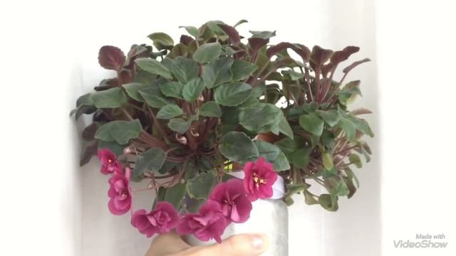 Какое освещение выбрать для фиалки? смотреть онлайн