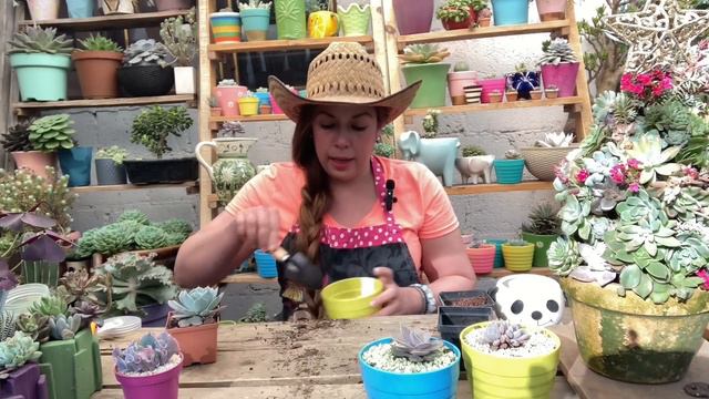 Último trasplante del año! Cactus y suculentas, echeveria pink trumpet, bifida laui, e. Lolita, et смотреть онлайн