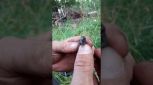 Ящерица! Сибирский дракон!