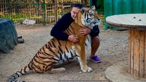 Состояние тигрицы Авроры!