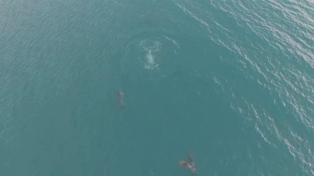 2017 Крым - дельфины смотреть онлайн