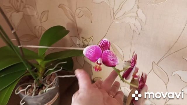 07.02.2024.ЧТО С ,,ЛАС ВЕГАСОМ,,?!? А ТАКЖЕ МОИ ЦВЕТУЩИЕ ОРХИДЕЙКИ!!! смотреть онлайн