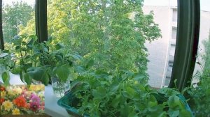 ЧЕРЕНКОВАНИЕ Однолетнего Георгина