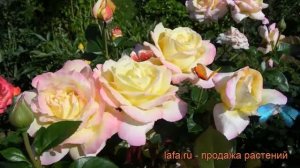 Роза чайно-гибридная Глория Дей (gloria dei) ? обзор: как сажать, саженцы розы Глория Дей