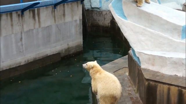 Как легко развлечь себя на даче, если рядом медвежонок Стрелка. смотреть онлайн