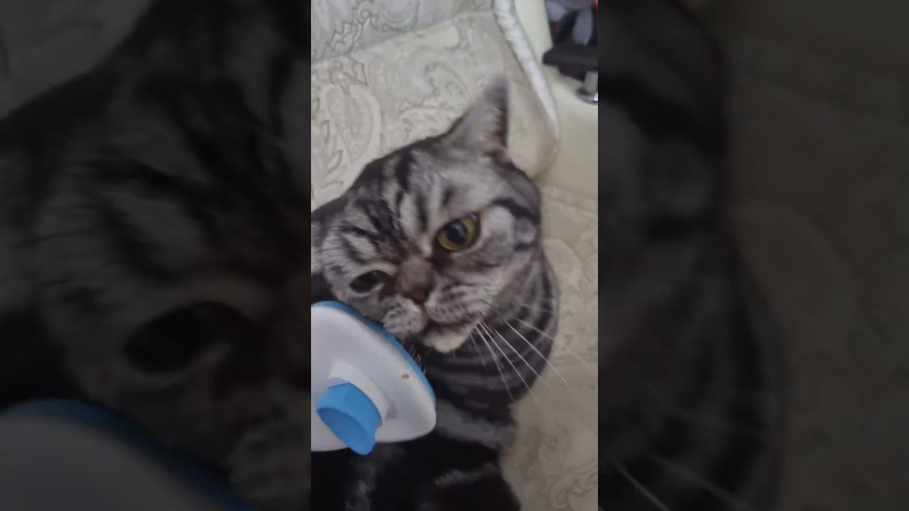 ЛЮБИТ РАСЧЁСКУ!!!