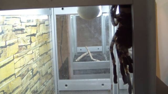 Паук-птицеед бразильский белоколенный. Acanthoscurria geniculata. смотреть онлайн