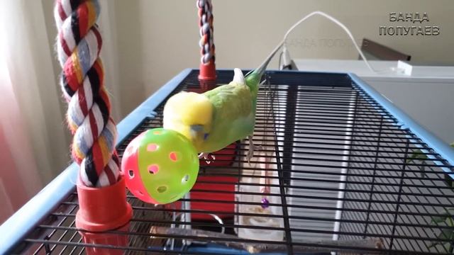 "Я птичка топчик"? Говорит попугай || Урок для обучения попугая № 9 часть 2 смотреть онлайн