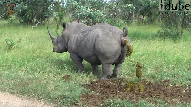 Endangered Species: Southern White Rhino Bull Marking Territory смотреть онлайн