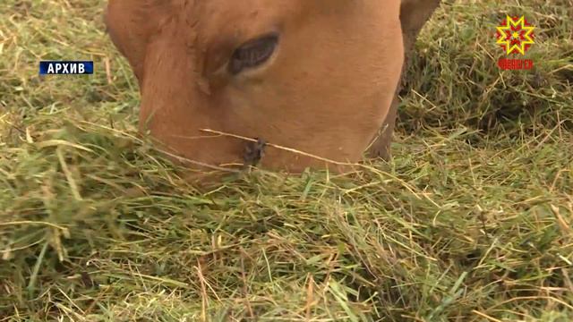 Кашни ĕнешĕн укçа парĕç смотреть онлайн