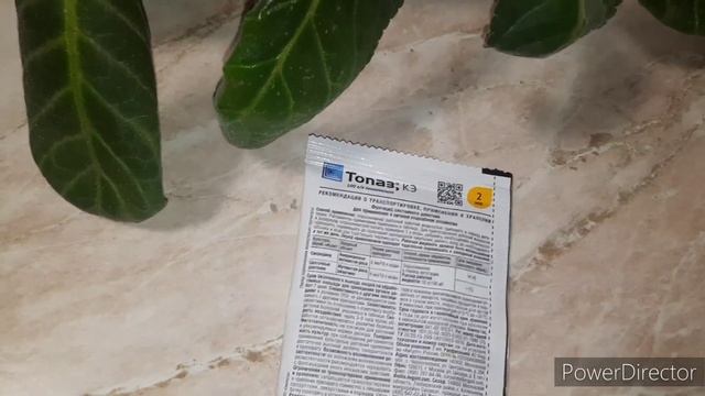 ГЛОКСИНИИ.Ржавчина на глоксиниях.Причины,проявление,методы борьбы. смотреть онлайн