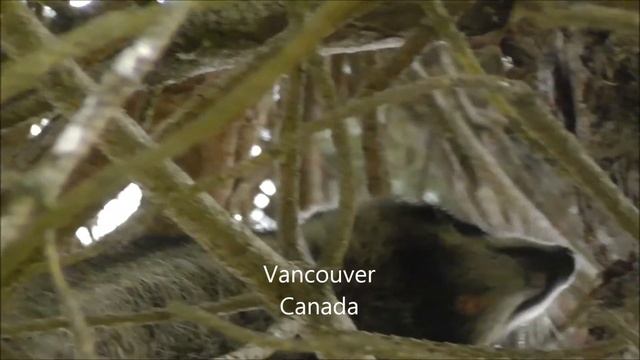 В Канаде дикие животные на улице.Енотики . смотреть онлайн