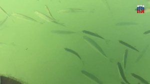 оз.Чаны, Казанцевский мыс, чудеса природы хорошие и не очень, 2023год.