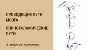 Проводящие пути мозга. Спиноталамические пути