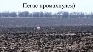 Охота с борзыми. Грейхаунды.